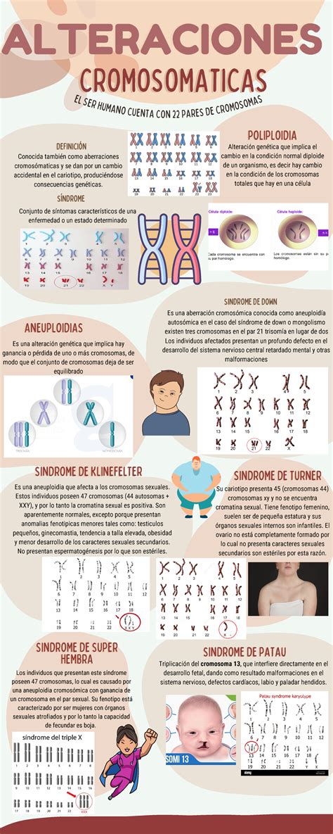 Infografía: Tipos de alteraciones cromosómicas que afectan al desarrollo embrionario