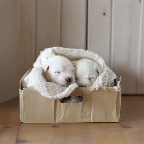 caja de cachorros recién nacidos con manta térmica