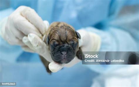 veterinario examinando a un cachorro recién nacido