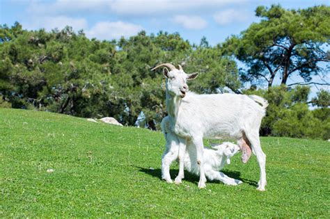 Cabra y su cabrito en una granja, simbolizando el calostro natural