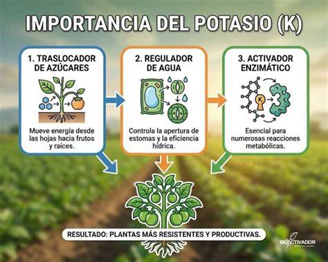 Esquema de las funciones del potasio en la planta: engorde del fruto, resistencia al frío, regulación hídrica