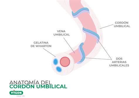 Esquema de la anatomía del cordón umbilical con sus vasos sanguíneos y la gelatina de Wharton