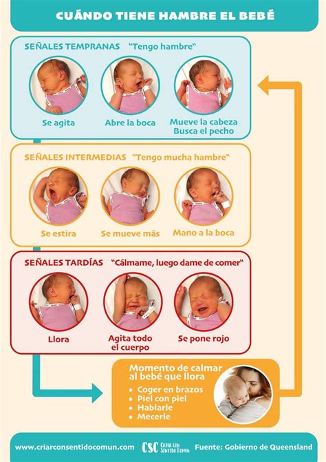 Infografía: señales de preparación del bebé para alimentos sólidos (sentarse, interés, reflejo de extrusión)