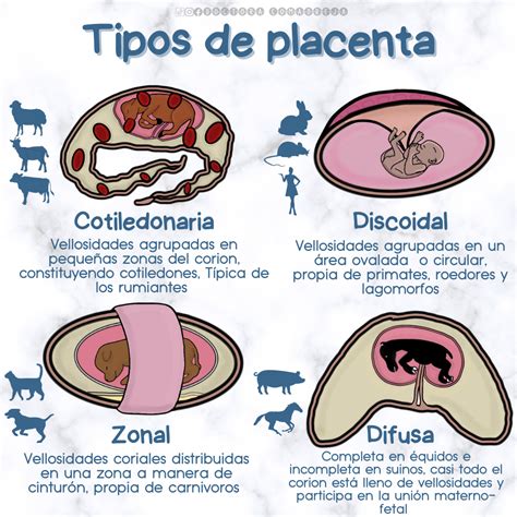 Cuadro comparativo que muestra la clasificación de la placenta según la especie animal y el tipo de barrera histológica.