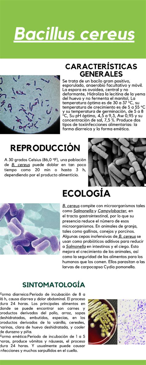 infografía sobre las características de la bacteria Bacillus cereus y la toxina cereulida