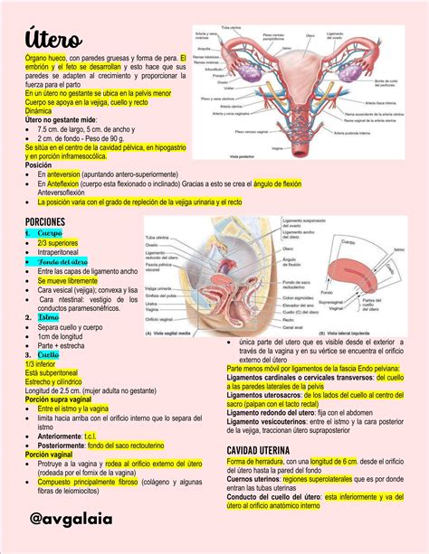 Infografía: Anatomía del útero y sus partes
