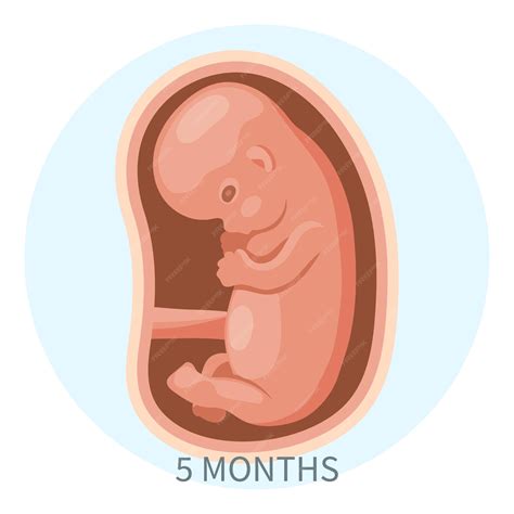 Infografía del desarrollo fetal en el quinto mes de embarazo, mostrando su tamaño comparado con frutas y el desarrollo de órganos