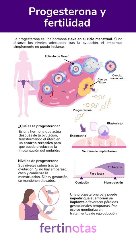 Esquema de las funciones de la progesterona en el cuerpo femenino