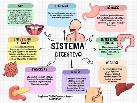Esquema explicativo del sistema digestivo infantil y los trastornos más comunes en bebés.