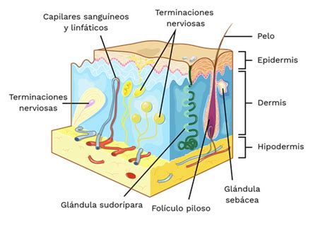 Diagrama mostrando la estructura de la piel y una infección bacteriana