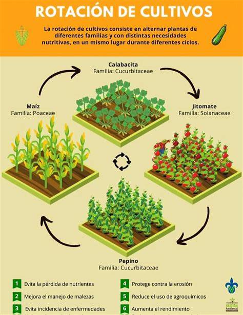 Esquema de disposición óptima de cultivos con Lilypads of Fertility rodeando una fuente de agua central