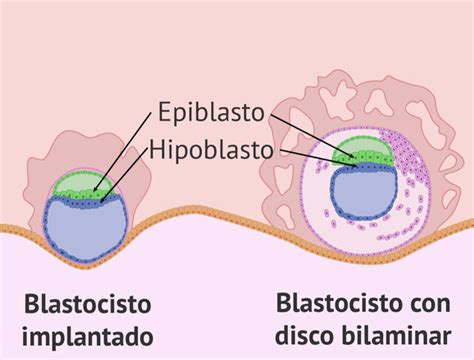 Esquema del disco embrionario bilaminar mostrando la disposición de las capas epiblasto e hipoblasto.