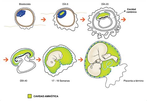 Ilustración del desarrollo inicial de la cavidad amniótica durante la implantación.