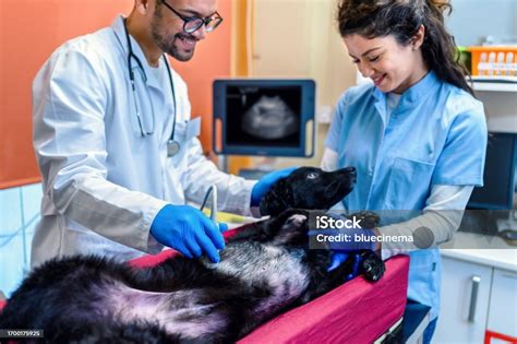 imagen de un veterinario realizando una ecografía a una perra