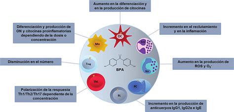 diagrama ilustrando los posibles efectos del BPA en el sistema nervioso