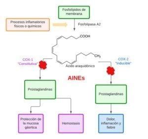 Diagrama de la producción de prostaglandinas en las células endometriales bovinas