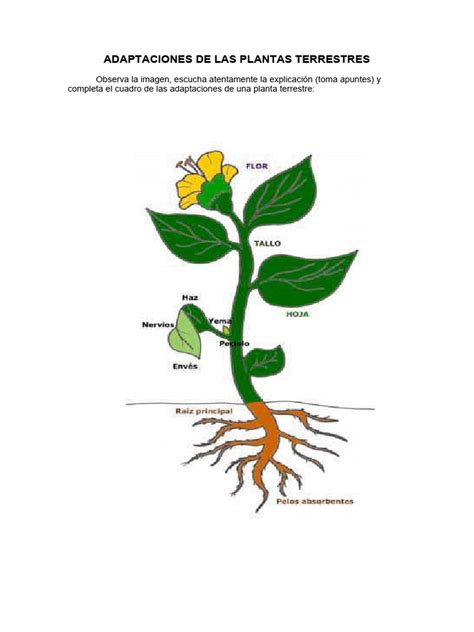 Esquema de las adaptaciones de una planta suculenta para el almacenamiento de agua en sus hojas carnosas.