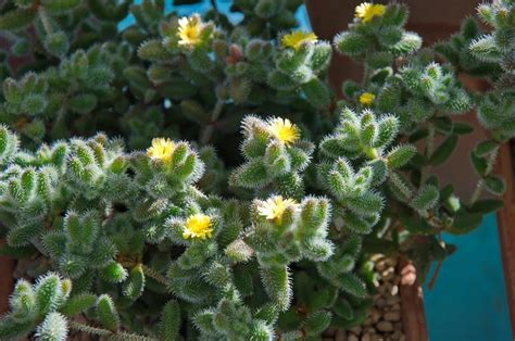 Fotografía detallada de una planta Delosperma mostrando sus hojas carnosas y su inflorescencia.