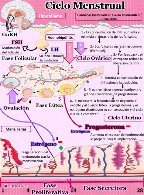 Esquema explicativo del ciclo reproductivo humano y los puntos donde pueden surgir complicaciones de fertilidad.
