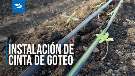 Secuencia fotográfica de instalación de cinta de goteo en campo