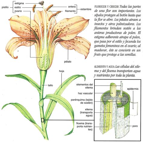 Esquema de la anatomía de un lirio de mar con sus principales partes (cáliz, brazos, pedúnculo, pínnulas)