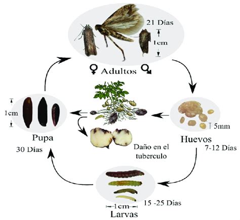 Esquema del ciclo de vida de un crinoideo, mostrando la larva, el asentamiento y el desarrollo adulto