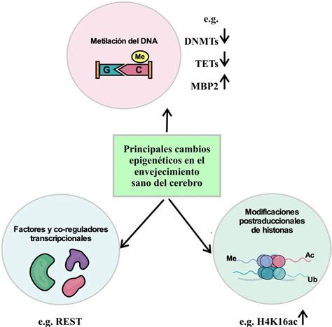 Esquema que muestra los factores internos (genética, estrés) y externos (sol, contaminación) que afectan el envejecimiento de la piel.