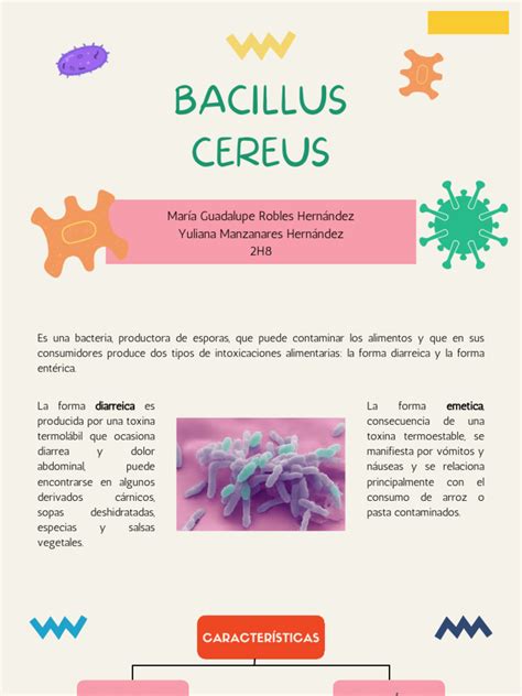 Infografía: Ciclo de vida y efectos de Bacillus cereus y cereulida