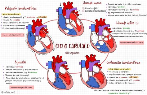 Diagrama detallado del ciclo cardíaco mostrando sístole, diástole y los eventos valvulares