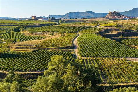 Viñedos de Tempranillo en La Rioja Alta durante la vendimia