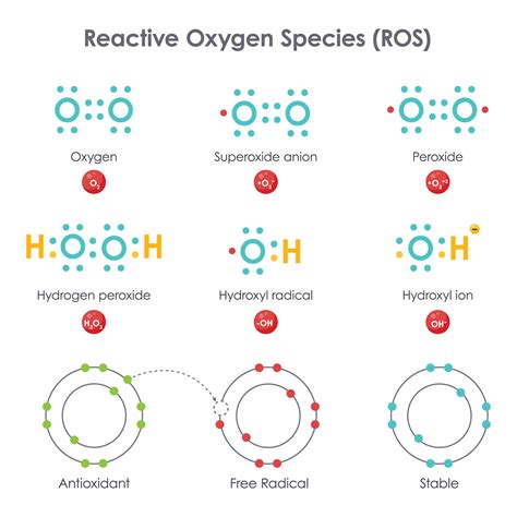 Esquema general de la generación y eliminación de especies reactivas de oxígeno (ROS) y radicales libres en el entorno celular.