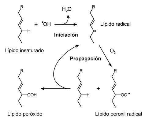 Diagrama que ilustra el proceso de peroxidación lipídica en las membranas celulares del espermatozoide, mostrando la formación de radicales libres y productos tóxicos como el malondialdehído (MDA).