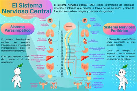 Infografía detallada sobre el funcionamiento del sistema SecureGuard y la protección del arnés de cinco puntos.