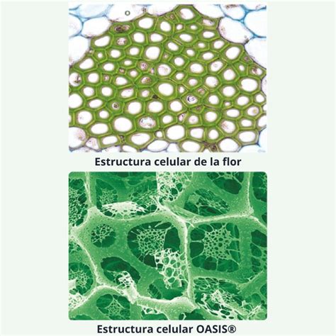 Micrografía que muestra la estructura celular de la espuma floral, similar a un panal.
