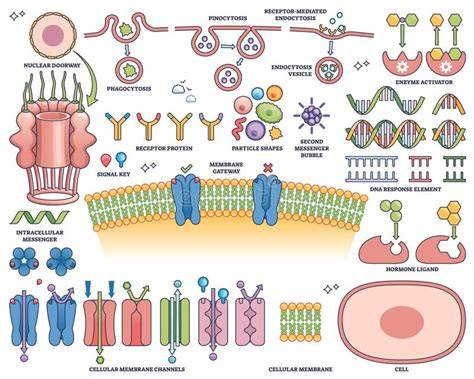 Ilustración de moléculas de ftalatos interactuando con receptores hormonales.
