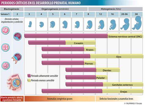 Diagrama que ilustra los periodos críticos del desarrollo fetal e infantil y su vulnerabilidad a contaminantes.