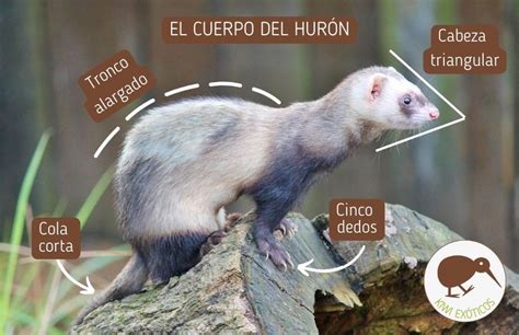 Esquema anatómico de un hurón