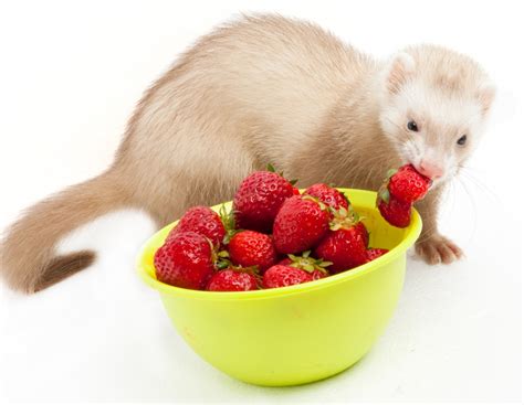 Hurón comiendo su comida en un tazón