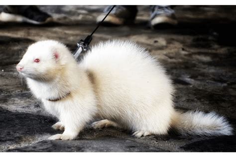 Foto de un hurón albino