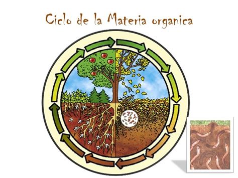 Esquema que ilustra el ciclo de la materia orgánica y la formación de ácidos húmicos y fúlvicos en el suelo.
