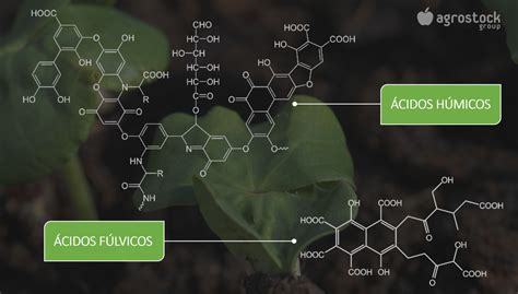 Infografía comparativa: raíces de plantas con y sin tratamiento de ácidos húmicos y fúlvicos.