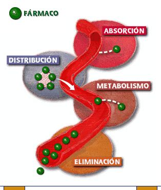 Esquema de absorción, distribución, metabolismo y eliminación de metronidazol