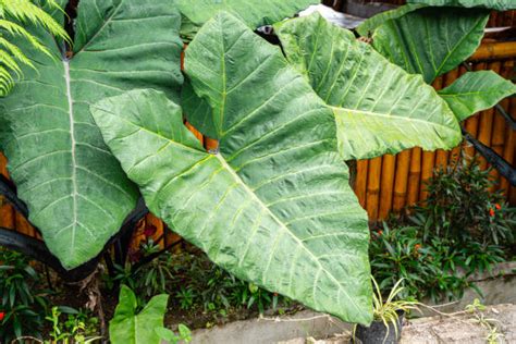 Foto de Alocasia macrorrhiza de cuerpo entero