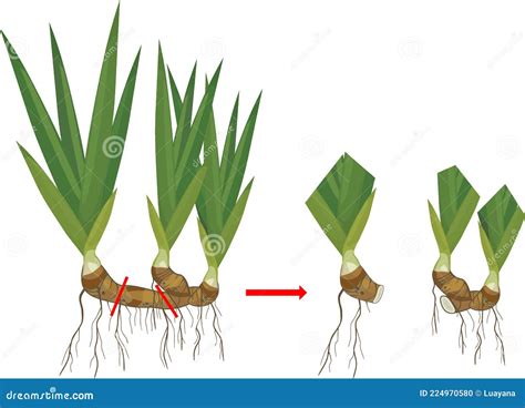 Esquema o foto de división de rizoma de Alocasia macrorrhiza y plantación en sustrato