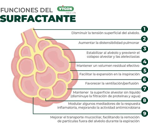 Infografía sobre la función del surfactante pulmonar en los alvéolos