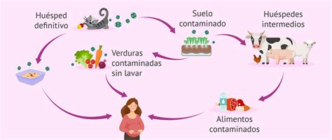 infografía sobre las vías de transmisión de Toxoplasma gondii