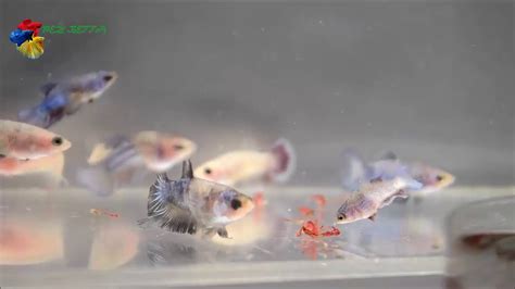 Imagen 1: Alevines de Betta colgando del nido del macho.