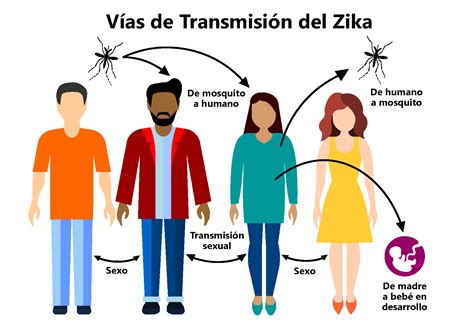 Ciclo de transmisión del virus Zika, mostrando mosquito, humano y otras vías