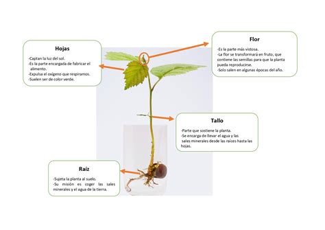 esquema de montaje de una minicuna con sus partes