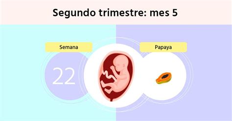 ilustración del feto en la semana 22 de gestación, mostrando su tamaño y proporciones